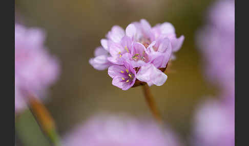 Gewöhnliche Grasnelke (Armeria maritima)