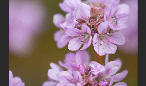 Gewöhnliche Grasnelke (Armeria maritima)