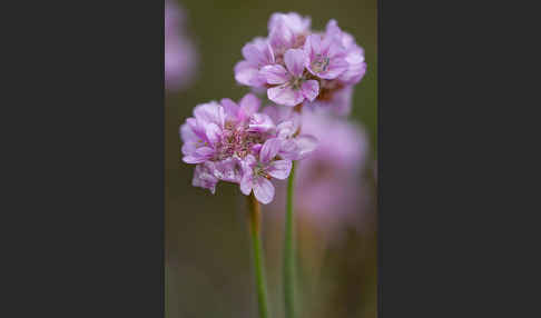 Gewöhnliche Grasnelke (Armeria maritima)