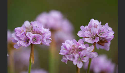 Gewöhnliche Grasnelke (Armeria maritima)