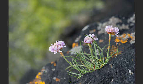 Gewöhnliche Grasnelke (Armeria maritima)