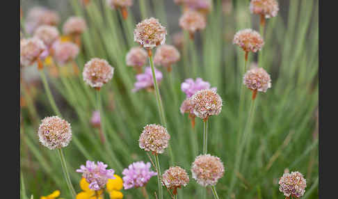 Gewöhnliche Grasnelke (Armeria maritima)