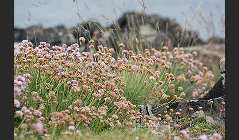 Gewöhnliche Grasnelke (Armeria maritima)