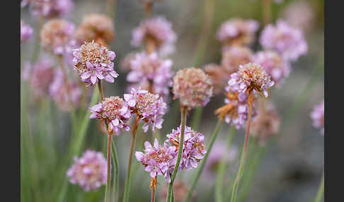 Gewöhnliche Grasnelke (Armeria maritima)