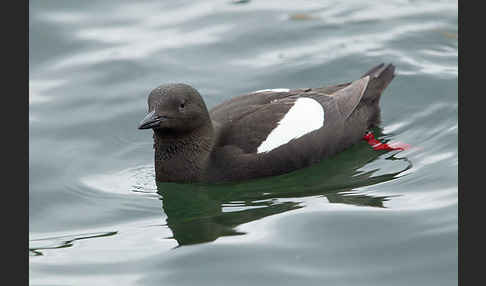 Gryllteiste (Cepphus grylle)