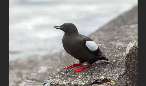 Gryllteiste (Cepphus grylle)