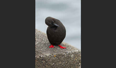 Gryllteiste (Cepphus grylle)