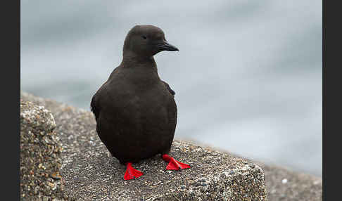 Gryllteiste (Cepphus grylle)