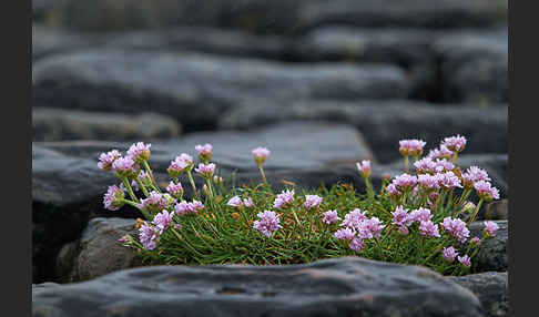 Gewöhnliche Grasnelke (Armeria maritima)