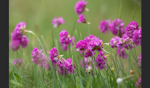 Gewöhnliche Grasnelke (Armeria maritima)