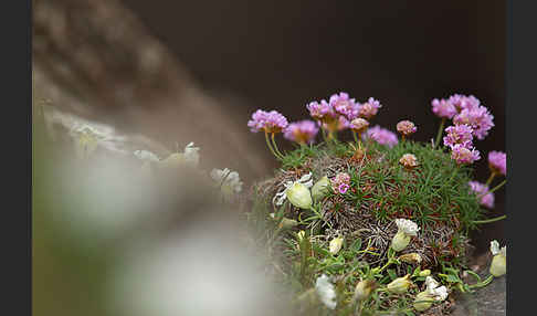 Gewöhnliche Grasnelke (Armeria maritima)