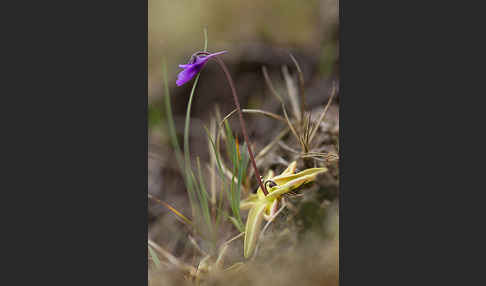 Gemeines Fettkraut (Pinguicula vulgaris)