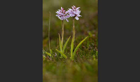 Geflecktes Knabenkraut (Dactylorhiza maculata)