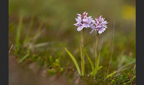 Geflecktes Knabenkraut (Dactylorhiza maculata)