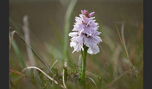 Geflecktes Knabenkraut (Dactylorhiza maculata)