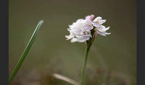 Geflecktes Knabenkraut (Dactylorhiza maculata)