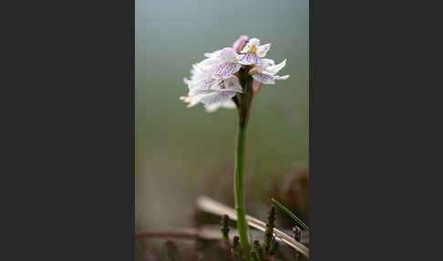 Geflecktes Knabenkraut (Dactylorhiza maculata)