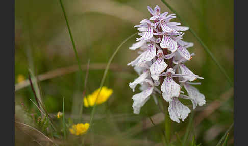 Geflecktes Knabenkraut (Dactylorhiza maculata)