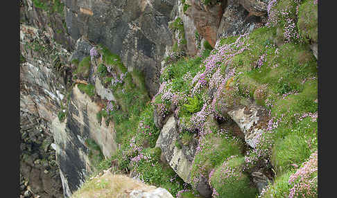 Gewöhnliche Grasnelke (Armeria maritima)