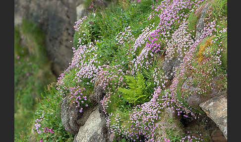 Gewöhnliche Grasnelke (Armeria maritima)