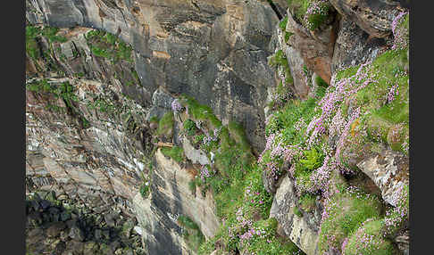 Gewöhnliche Grasnelke (Armeria maritima)