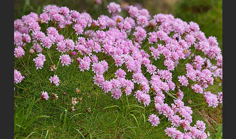 Gewöhnliche Grasnelke (Armeria maritima)