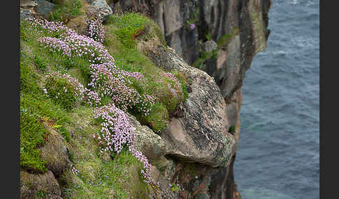 Gewöhnliche Grasnelke (Armeria maritima)