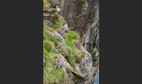 Gewöhnliche Grasnelke (Armeria maritima)