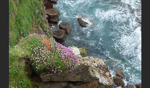 Gewöhnliche Grasnelke (Armeria maritima)