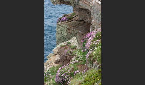 Gewöhnliche Grasnelke (Armeria maritima)