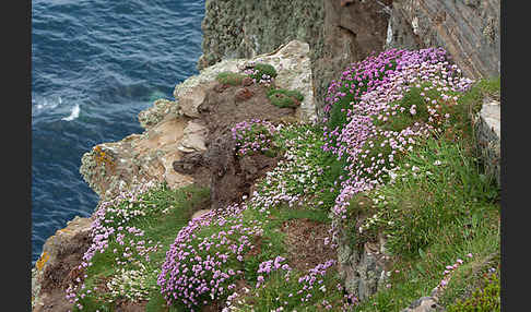 Gewöhnliche Grasnelke (Armeria maritima)