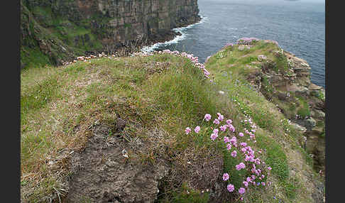 Gewöhnliche Grasnelke (Armeria maritima)