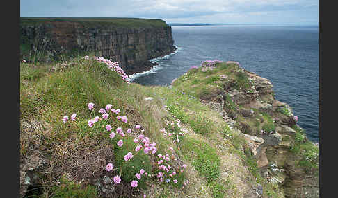 Gewöhnliche Grasnelke (Armeria maritima)