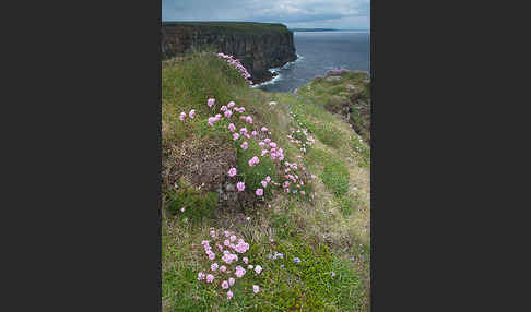 Gewöhnliche Grasnelke (Armeria maritima)