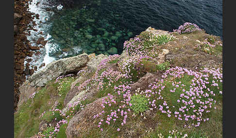 Gewöhnliche Grasnelke (Armeria maritima)