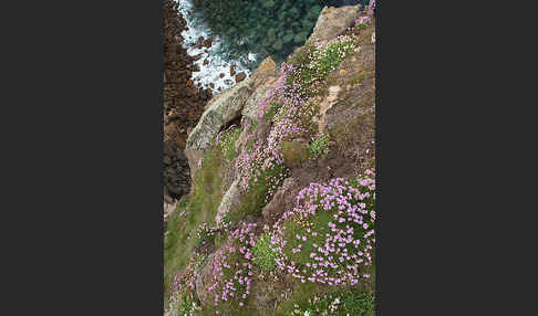 Gewöhnliche Grasnelke (Armeria maritima)