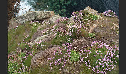 Gewöhnliche Grasnelke (Armeria maritima)