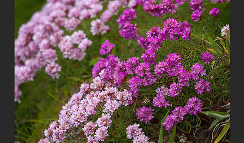 Gewöhnliche Grasnelke (Armeria maritima)