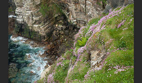 Gewöhnliche Grasnelke (Armeria maritima)