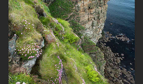 Gewöhnliche Grasnelke (Armeria maritima)