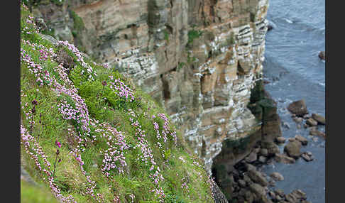 Gewöhnliche Grasnelke (Armeria maritima)