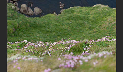 Gewöhnliche Grasnelke (Armeria maritima)