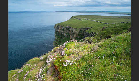 Gewöhnliche Grasnelke (Armeria maritima)