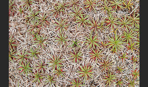 Gewöhnliche Grasnelke (Armeria maritima)