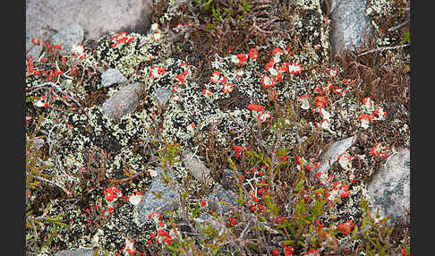 Heidekraut (Calluna vulgaris)