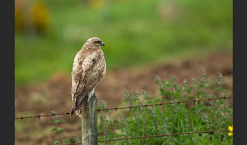 Mäusebussard (Buteo buteo)