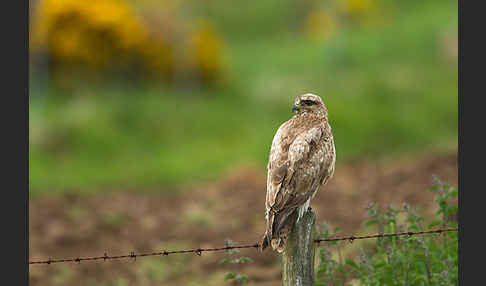 Mäusebussard (Buteo buteo)