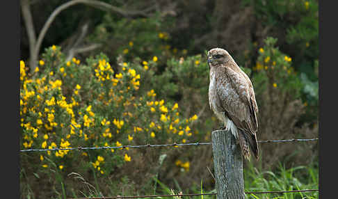 Mäusebussard (Buteo buteo)