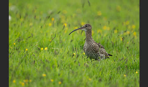 Großer Brachvogel (Numenius arquata)