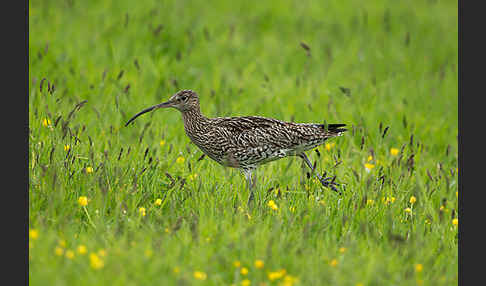 Großer Brachvogel (Numenius arquata)